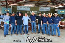 Leilão Touros Nelore Mafra