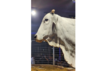 Doadora 1340 JMP - nova recordista nacional de matriz de prova da raça Nelore durante o 2° JBJ Genétics Expogenética 2025