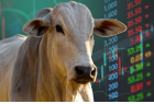 Exportação de gado vivo bate recorde histórico e impulsiona preço da arroba em 2026